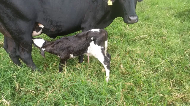 BEZERRO MACHO RECÉM-NASCIDO 