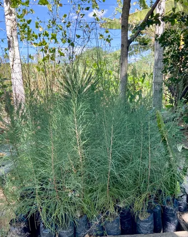Mudas de Casuarinas 60 cm p/ Revenda 