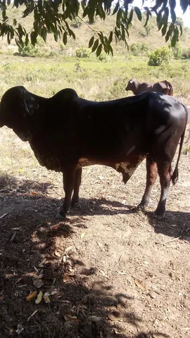 Vendo garrote 