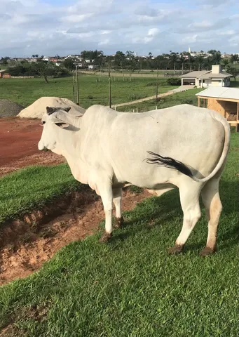 Vendo novilha falhada 