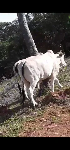 Vacas nelore extra