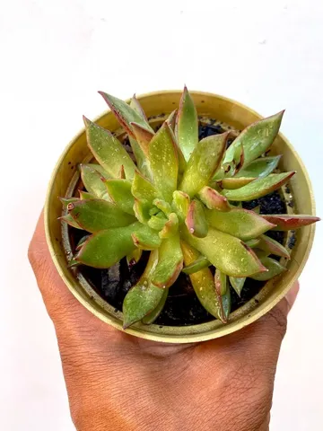 Suculenta