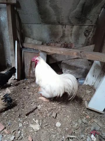 Vendo ou troco sedoso do Chapão