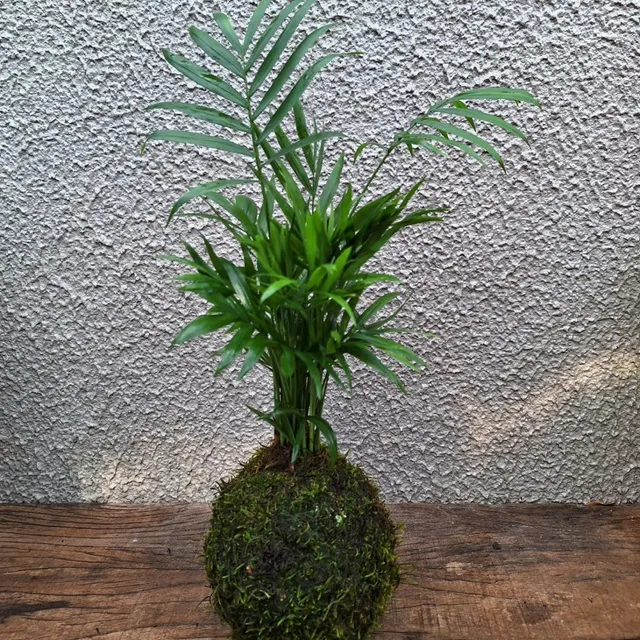 Kokedama Mini Palmeira Chamaedorea