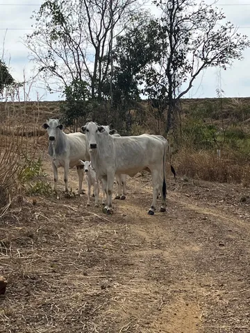 Vendo Vacas Nelore