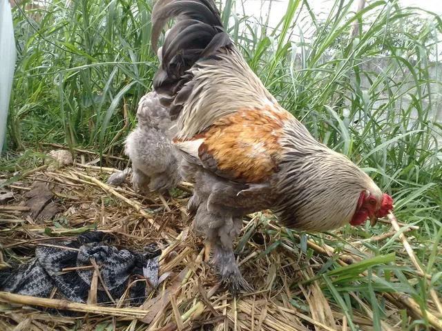 Terno 1 macho e duas fêmeas brahma Isabelly