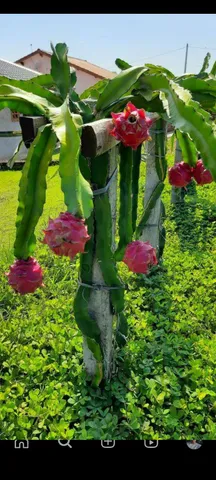 Mudas de pitayas 