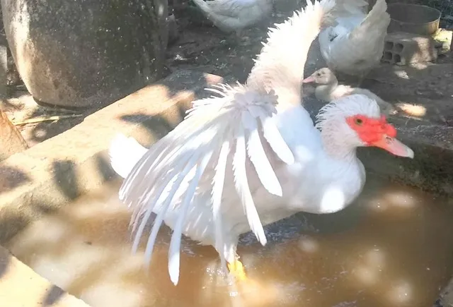 Patos alemão 