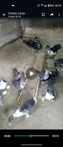 Patos a venda 
