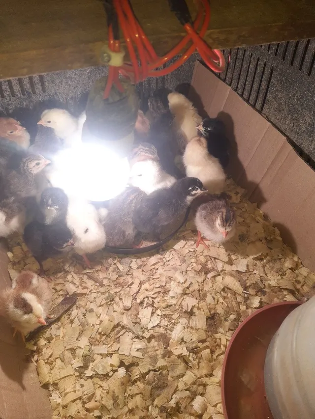 Pintinhos caipira a venda 