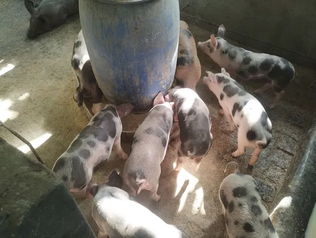 Porcos para engorda a venda !