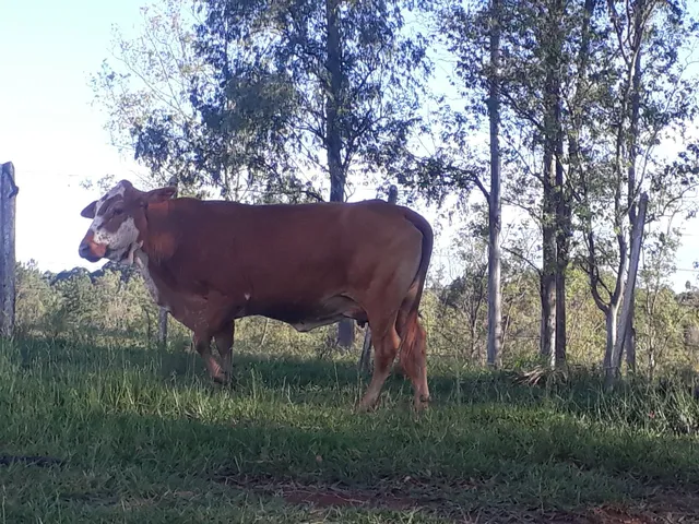 Vendo vaca 