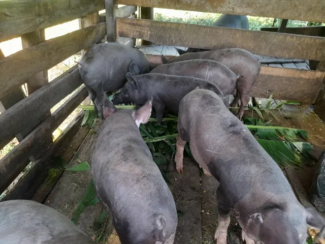 Leitoas