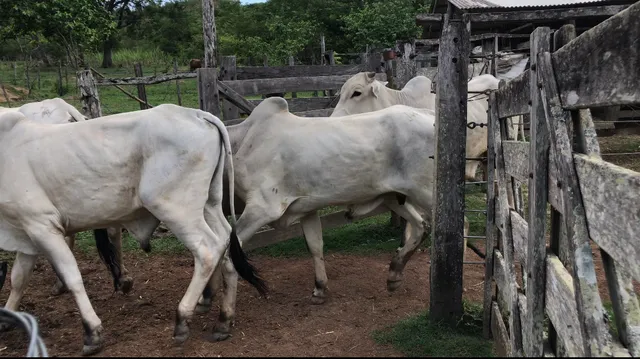 Garretos/ boiecos 