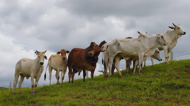 Novilhas Guzonel e bezerros Nelore/ Sindi