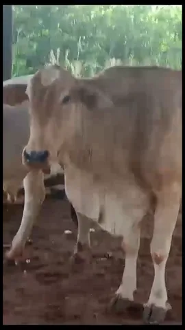 Vendo 2 vacas paridas (Monte Alegre de Minas)