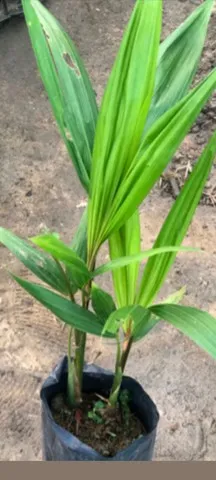 Frutíferas Laranja Limão Graviola Etc