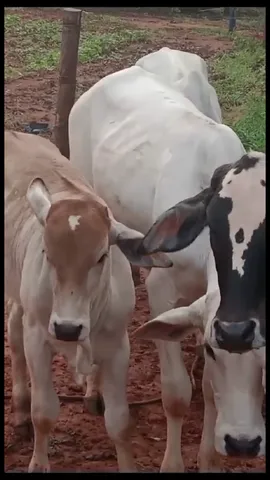 Vendo 2 bezerras neloradas(Monte Alegre de Minas )