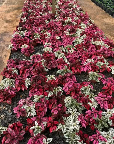 Plantas Ornamentais para Revenda (Atacado e Varejo)