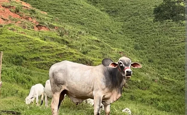 VENDO GADO