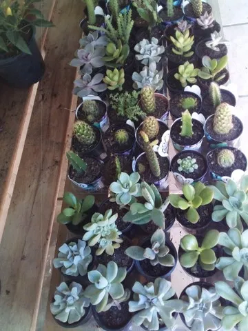 Plantas para Revenda (Atacado e Varejo)