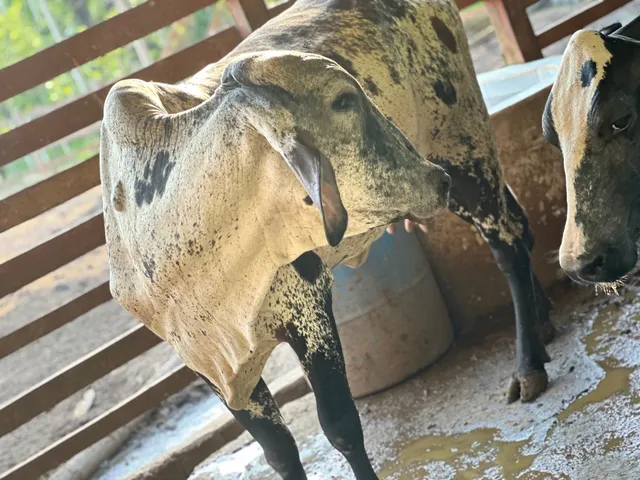  Vacas leiteiras (girolada ) 