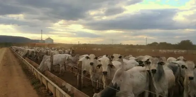 Esterco de Confinamento de Gado