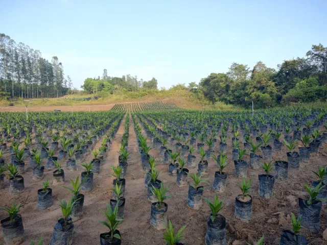 Mudas de dendê em Concórdia do Pará 