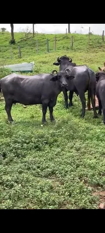Vendo bufalos