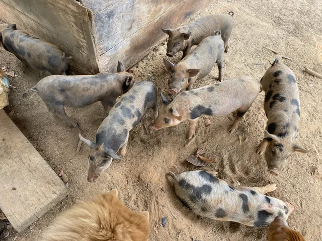 Filhote de porco caipira