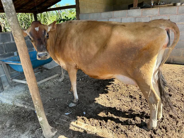 Vaca Jersey