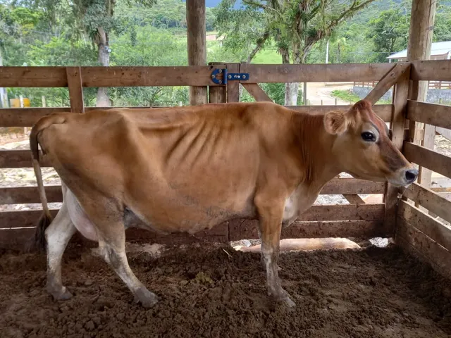 Vaca Jersey