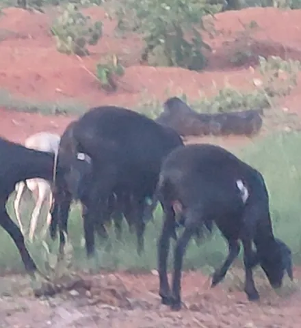 Carneiro (burreguinhos)