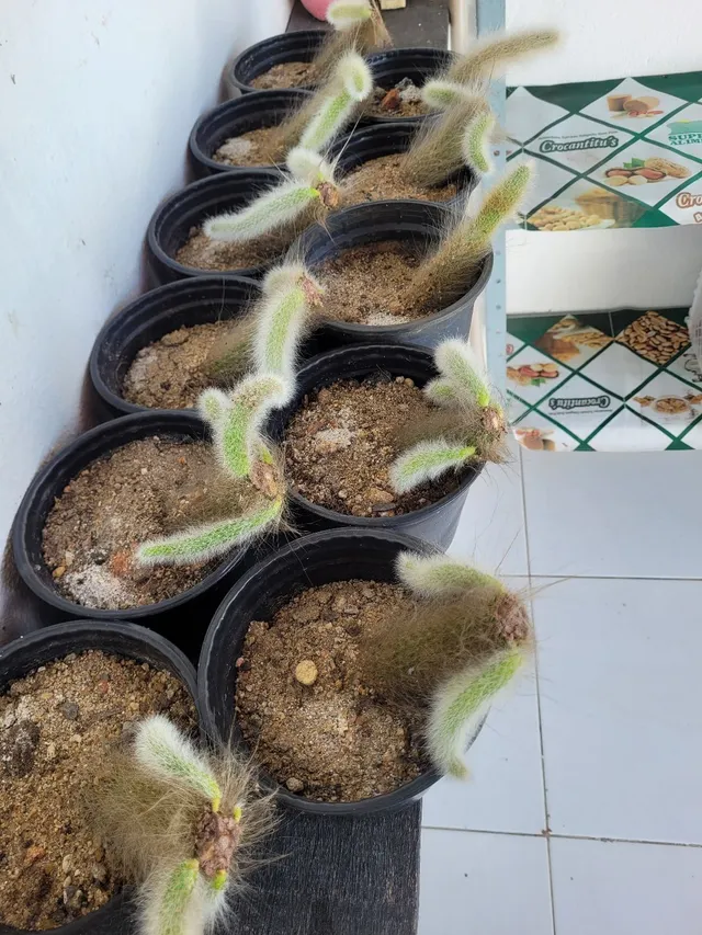 Cacto rabo de macaco