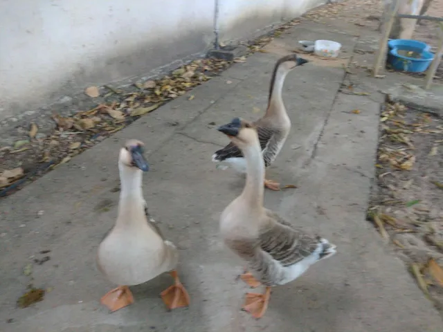 3 cancço