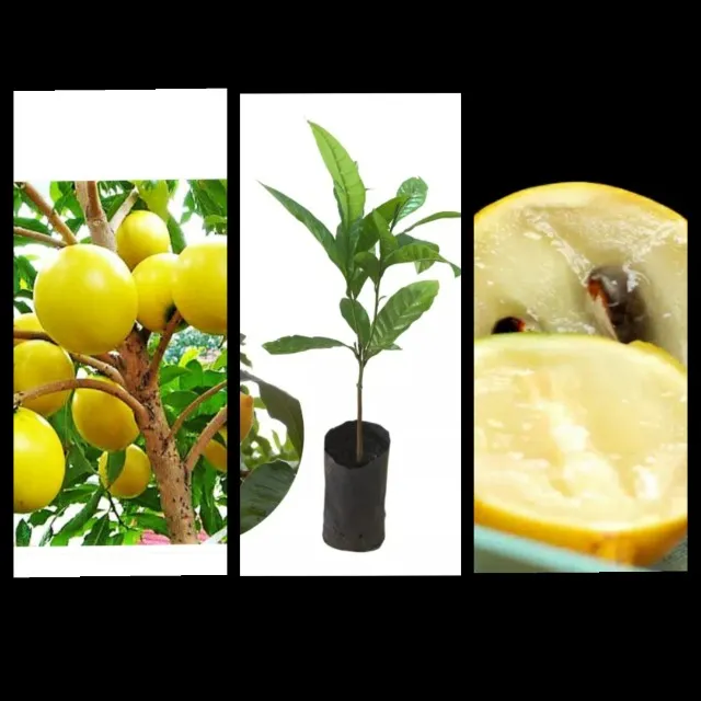 Mudas de Abiu amarelo