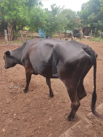 Vacas à venda