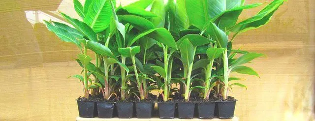 Mudas de bananeira Willians/Nanica 
