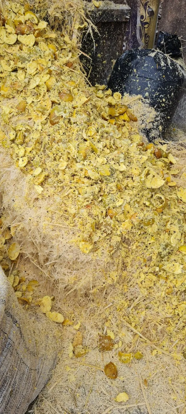 Silagem de cana com laranja para bovinos e ovinos 
