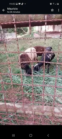 Vendo Carneiro 