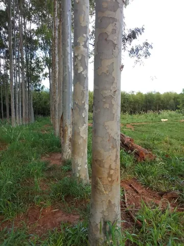 Toras de Eucalipto para construção de pontes