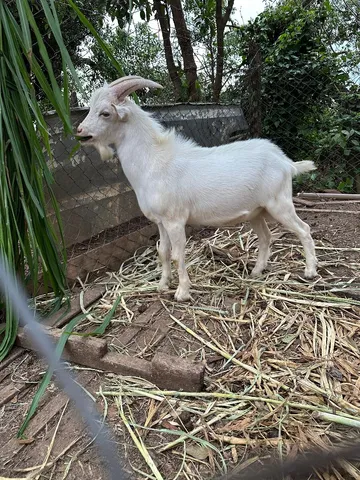 Bodinho novo 