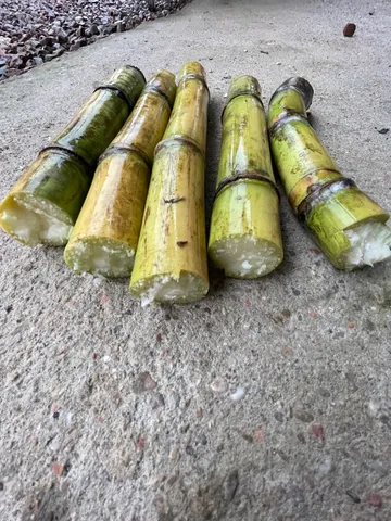 CANA Caiana VERDE ( MUDAS )