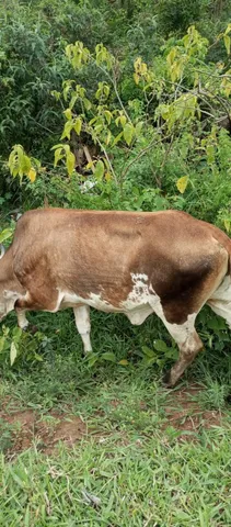 Vendo ou troco vacas