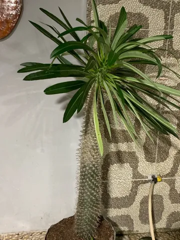 Trabalhaos com vasos, estrumo, pedraria e todo tipo de planta