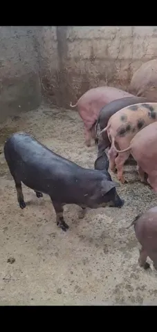 Porquinhos Natalino de porco caipira em media de 40 kg a R$20 o Kg