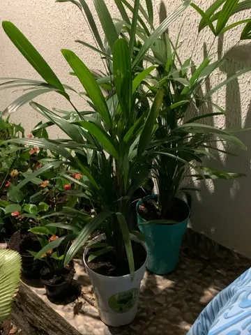 Trabalhamos com vasos, pedraria, estrumo e todos os tipos de plantas 