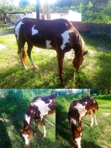 Égua Paint horse 