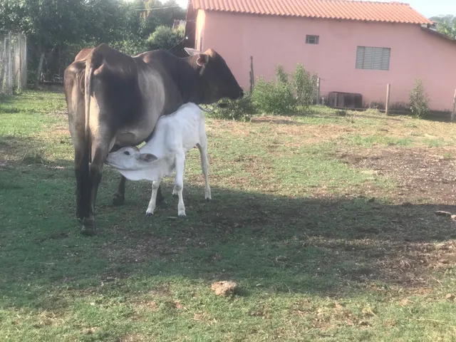 Vaca de leite mais bezerra no pé 