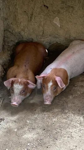 Porco de raça duroc
